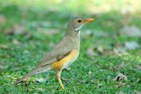 : Turdus libonyana; Kurrichane Thrush