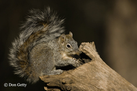 : Sciurus arizonensis coues; Arizona Gray Squirrel