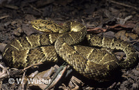 : Bothrops osbornei; Osborne's Pitviper