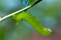 : Darapsa myron; Virginia Creeper Sphinx