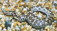 : Eryx conicus conicus; Rough-scaled Sand Boa