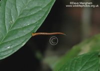 : Haemadipsa picta; Tiger Leech