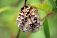 : Polistes chinensis