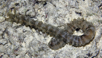 : Opheodesoma spectabilis