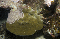 : Porites lobata