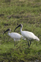 Threskiornis melanocephalus   Black-headed Ibis photo