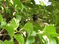 White-rumped Munia(Lonchura striata)