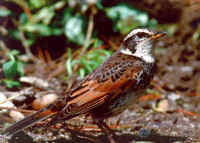 Dusky Thrush