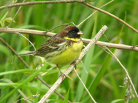 검은머리촉새 Emberiza aureola ornata | yellow-breasted bunting