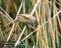 Bearded Tit (Panurus biarmicus) 수염오목눈이