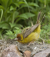 붉은머리멧새(Emberiza bruniceps)   | 새