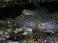 Sort kutling (Gobius niger) Foto/billede af