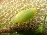 Philaenus spumarius - Meadow Froghopper