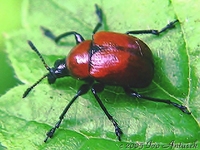 Attelabus nitens