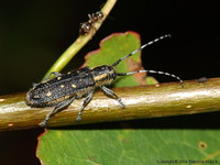 Saperda populnea populnea