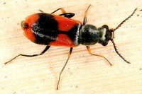 Anthocomus equestris