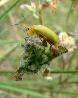 Cteniopus sulphureus