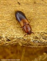 Corticeus bicolor