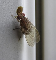 Minettia czernyi