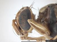 Bactrocera carambolae