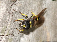 Ectemnius continuus