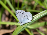 Celastrina argiolus - Lorquins Blue