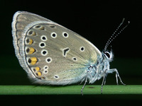 Polyommatus amandus - Amandas Blue