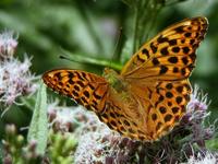 Argynnis paphia - Silver-washed Fritillary