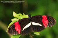 Heliconius erato petiveranus