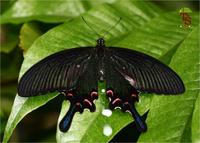 Papilio bianor