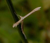 Emmelina monodactyla