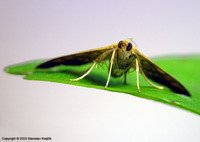 Anania verbascalis