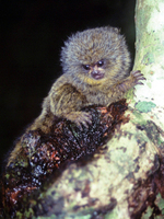 Pygmy marmoset (Callithrix pygmaea)