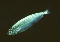 Boops boops, Bogue: fisheries, gamefish, bait