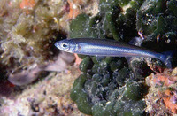 Atherina hepsetus, Mediterranean sand smelt: fisheries