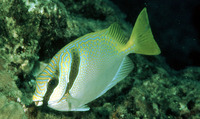 Siganus virgatus, Barhead spinefoot: fisheries, aquarium