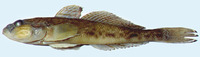 Neogobius fluviatilis fluviatilis, Monkey goby: fisheries
