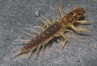 Sialidae - Alderflies
