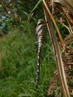 Aeshna mixta - Migrant Hawker