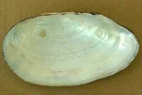 Anodonta cygnea - swan mussel