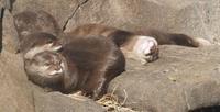 Image of: Lontra canadensis (northern river otter)