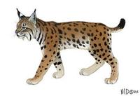 Image of: Lynx lynx (Eurasian lynx)