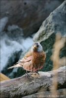 Leucosticte tephrocotis - Gray-crowned Rosy-finch