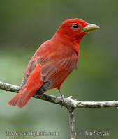 Piranga rubra - Summer Tanager