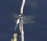 Image of: Libellula lydia