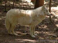 Canis lupus arctos - North American Arctic Wolf