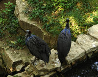 Image of: Acryllium vulturinum (vulturine guineafowl)