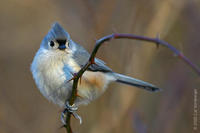 Image of: Parus bicolor (tufted titmouse)