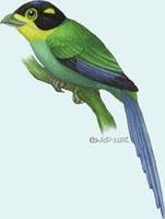 Image of: Psarisomus dalhousiae (long-tailed broadbill)