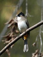 Image of: Pycnonotus xanthorrhous (brown-breasted bulbul)